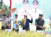 Wabup Robby Panen Padi di Lokasi Opla dan Pompanisasi