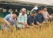 Wabup Robby Panen Raya di Rantau Rasau