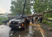 Tertimpa Pohon, Supir Innova Tewas Di Tempat