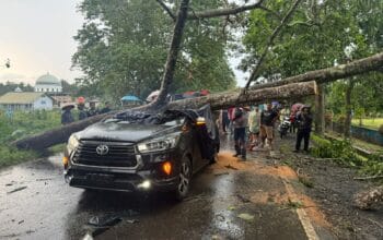 Tertimpa Pohon, Supir Innova Tewas Di Tempat