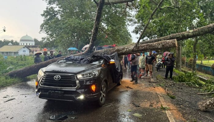 Tertimpa Pohon, Supir Innova Tewas Di Tempat